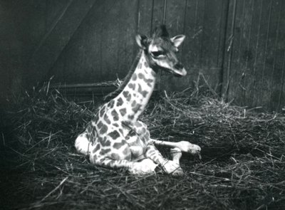 A Baby Giraffe, About 7 Hours Old, Sitting Amongst Hay at London Zoo, March 1913 by Frederick William Bond